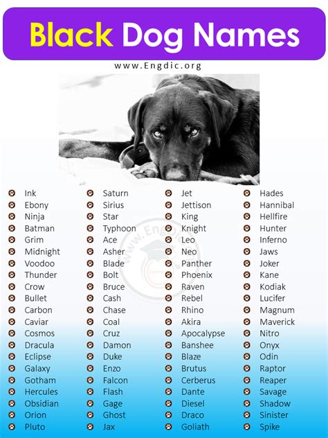 cute dog names for black dogs|black dog boy names.